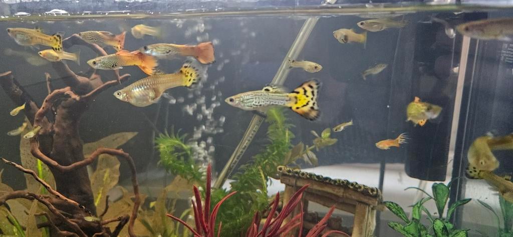 Mooie guppen, Dieren en Toebehoren, Vissen | Aquariumvissen, Vis, Zoetwatervis