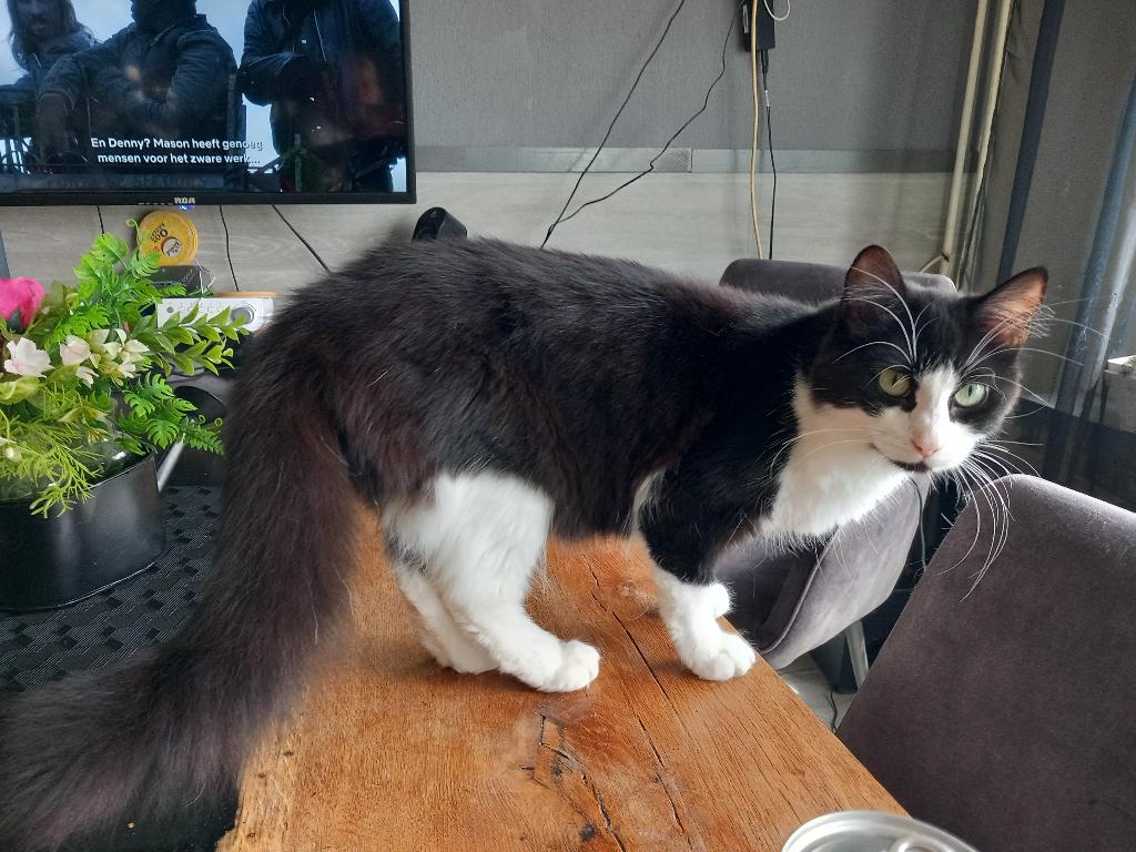 Halve main coon dame mila, Dieren en Toebehoren, Katten en Kittens | Raskatten | Langhaar, Poes, Ontwormd, 0 tot 2 jaar
