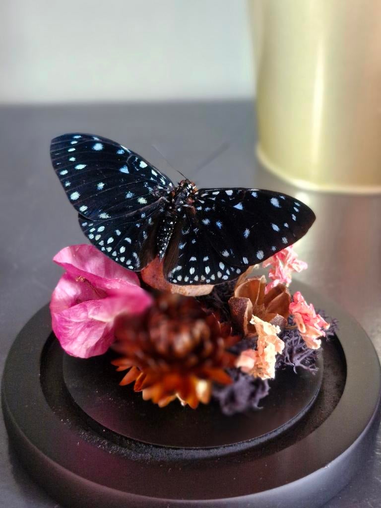 Opgezette vlinder,  stolp, taxidermie, Ophalen of Verzenden, Nieuw, Insect, Opgezet dier