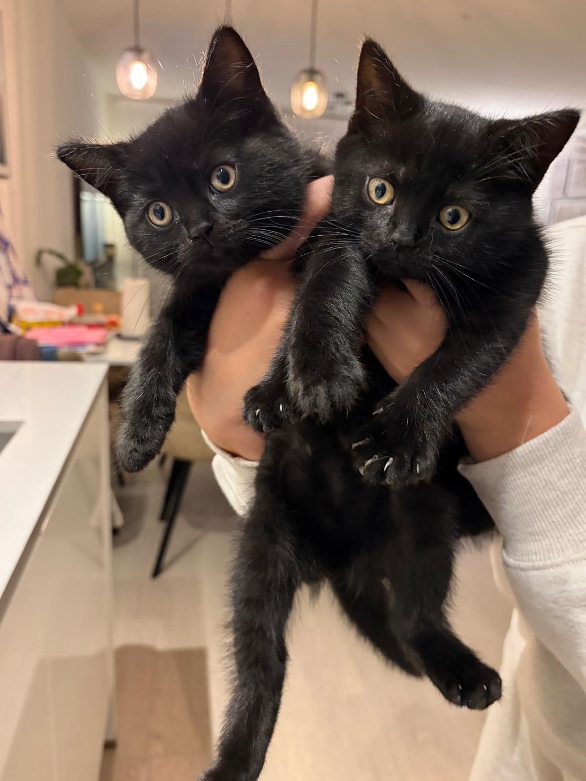 kittens Britse Korthaar (kruising) nog 2 beschikbaar!!, Meerdere dieren, Ontwormd, 0 tot 2 jaar