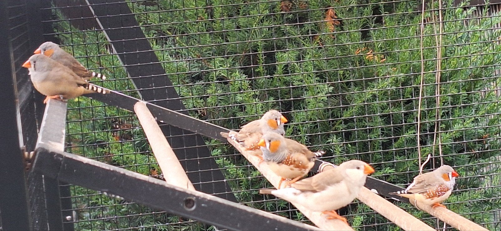 zebravinken, Dieren en Toebehoren, Ophalen, Nieuw, Overige typen