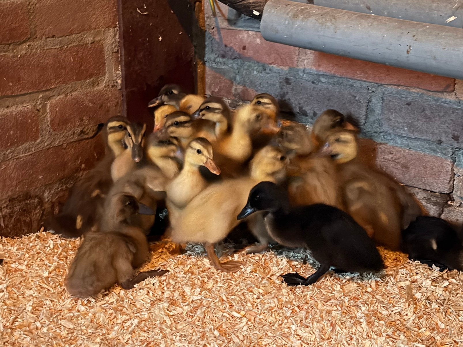 Loopeend pulletjes, Dieren en Toebehoren, Pluimvee, Eend, Geslacht onbekend
