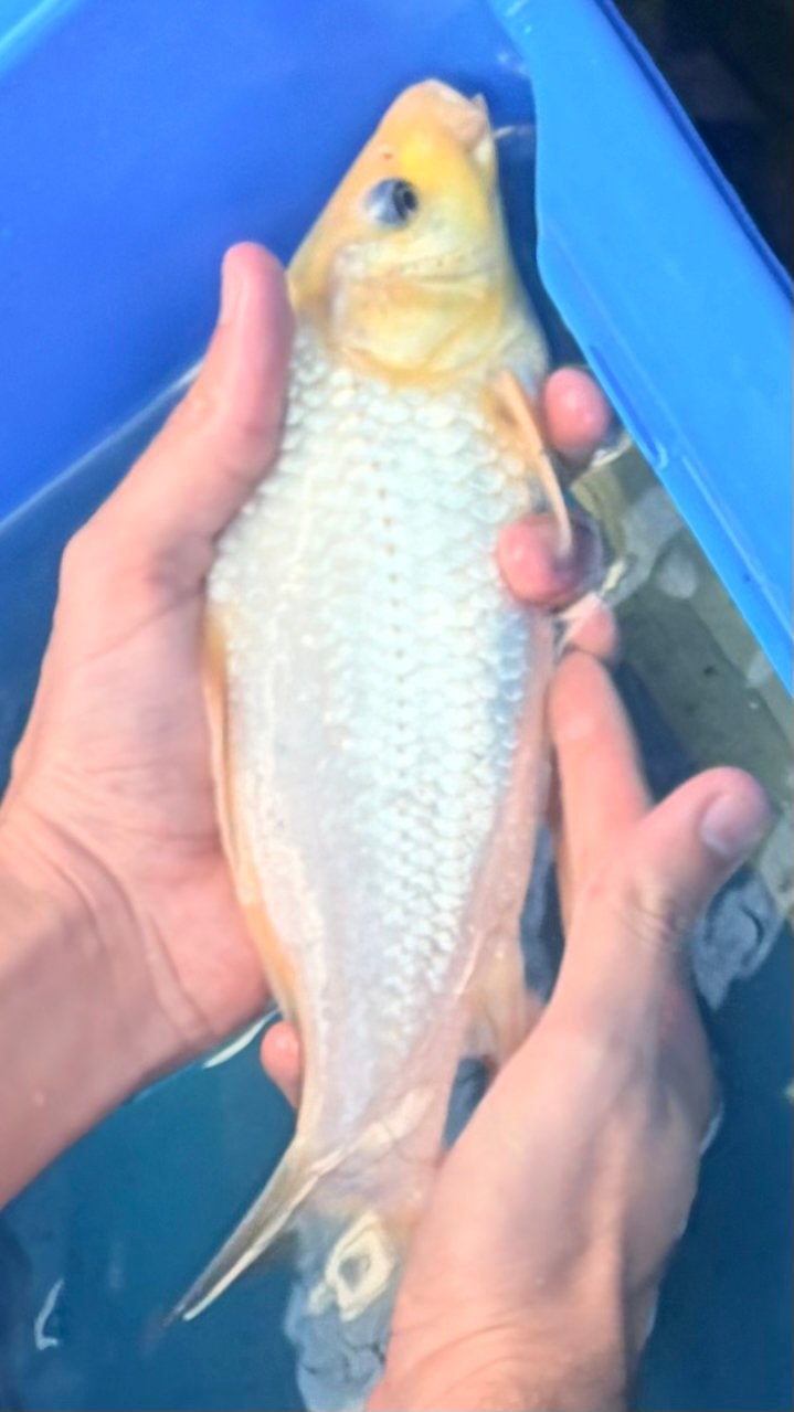 Grote witte koi. 25-30cm, Karper of Koi