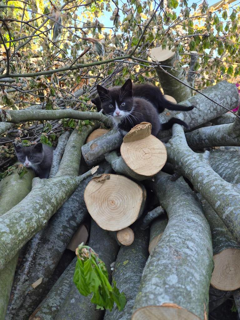 Lieve tamme jonge kittens. Mogen het nest verlaten., Dieren en Toebehoren, Katten en Kittens | Overige Katten, Meerdere dieren