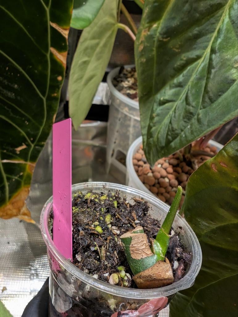 Monstera Esqueleto Wetstick/Stekje, Ophalen of Verzenden, Halfschaduw, Minder dan 100 cm