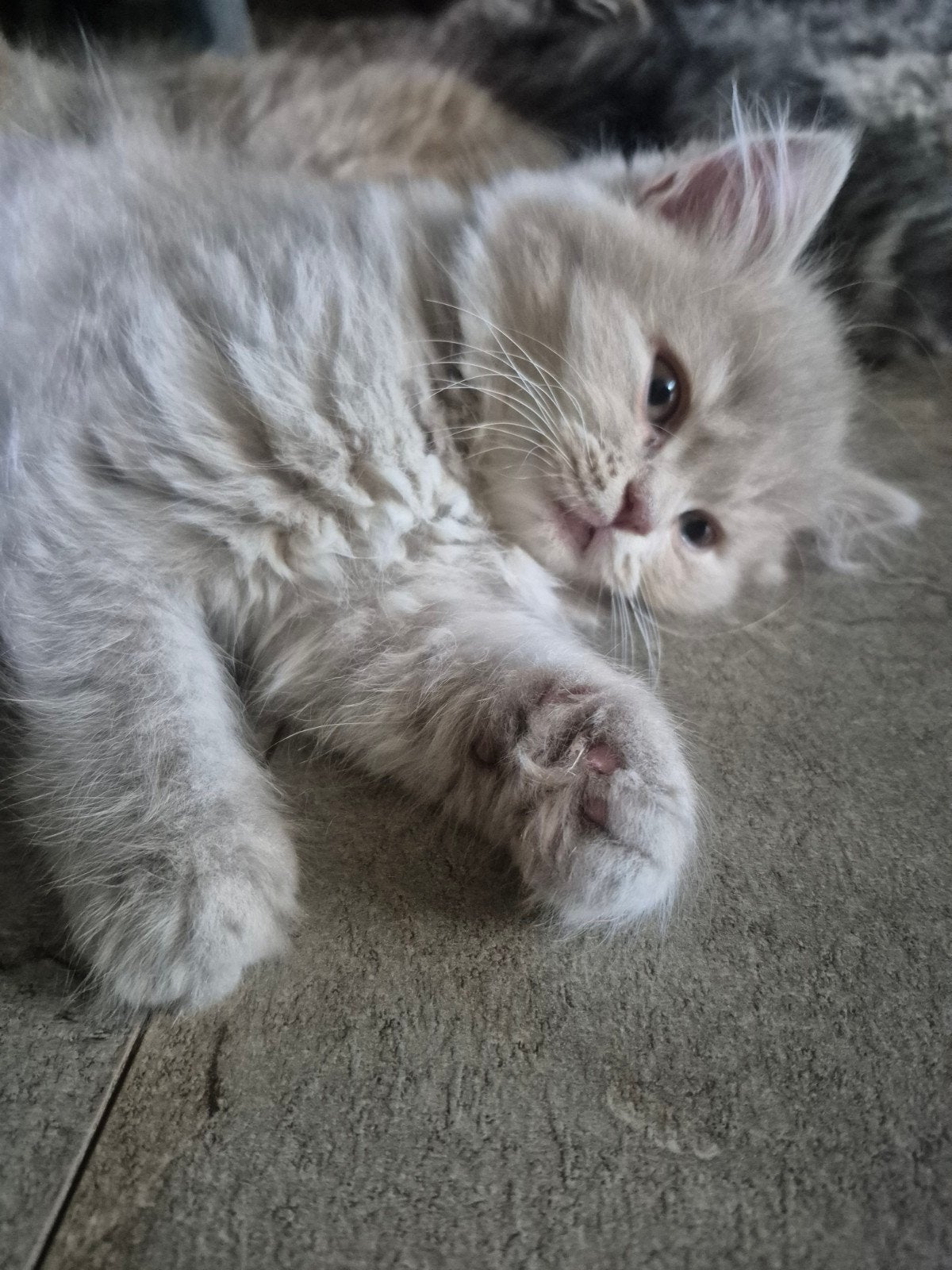 2 prachtige lilac Brits langhaar poesjes weer beschikbaar!, Dieren en Toebehoren, Poes, Met stamboom, 0 tot 2 jaar