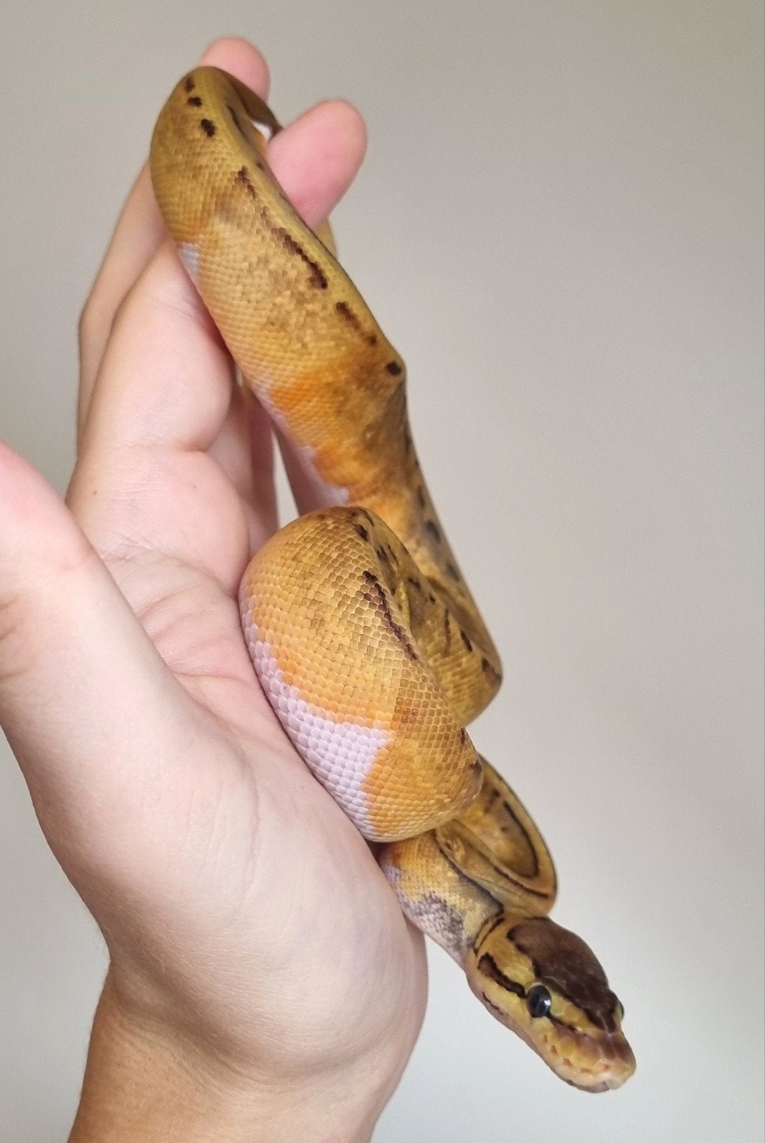 0.1 pinstripe enchi piebald koningspython Ball Python photo 3