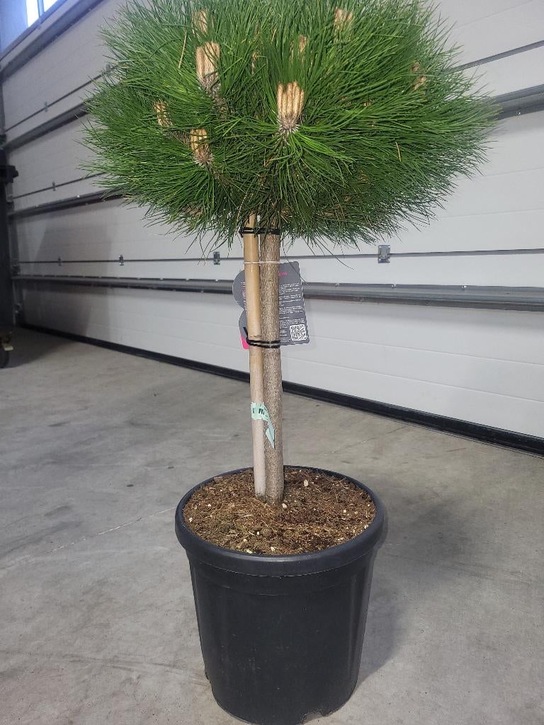 Pinus Marie Bregeon op stam, Tuin en Terras, Bloeit niet, Overige soorten, Minder dan 100 cm, Ophalen