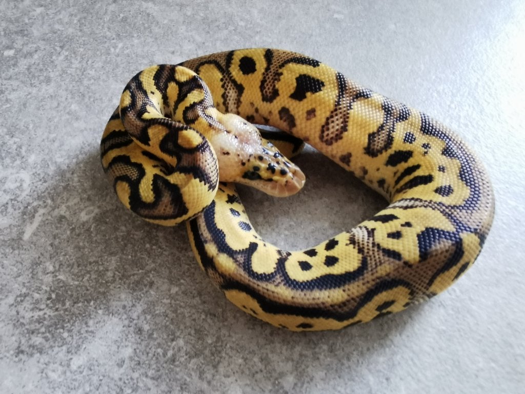 1.0 Clown Pastel Koningspython, Dieren en Toebehoren, Reptielen en Amfibieën, Slang, Tam, 0 tot 2 jaar