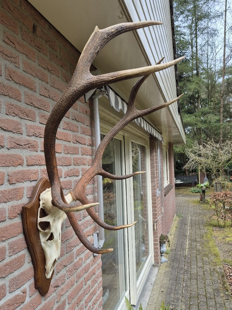 Mooi Groot Edelhert Gewei Jacht Jagen Mancave Overkapping 43, Verzamelen, Dierenverzamelingen, Ophalen, Zo goed als nieuw, Hert