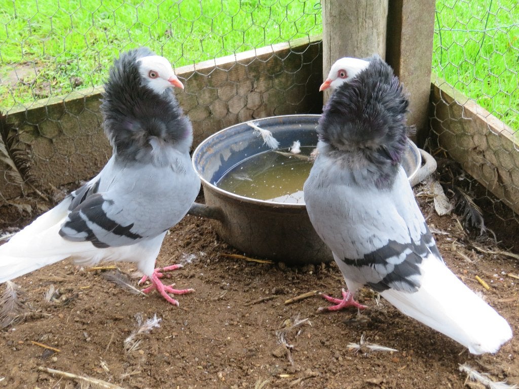 2 mooie oud Hollandse kapucijnen blauw geband sierduiven, Dieren en Toebehoren, Vogels | Duiven, Meerdere dieren, Overige soorten