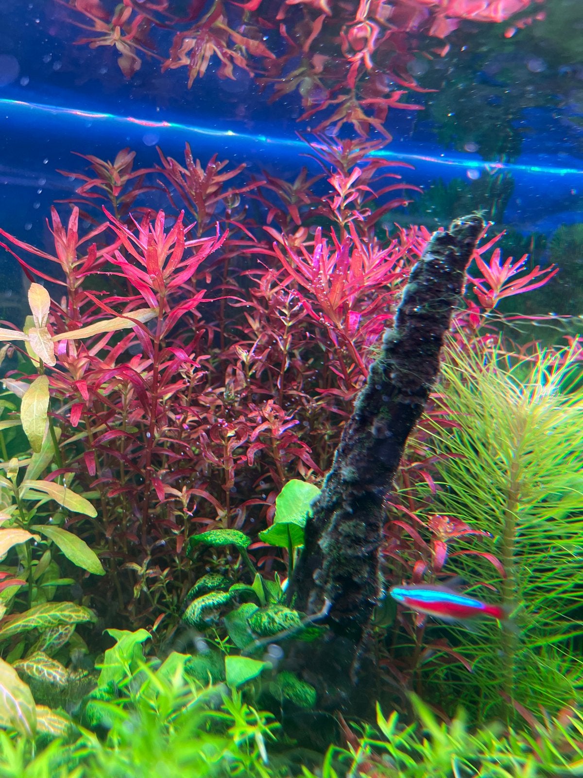 Aquarium plant, Dieren en Toebehoren