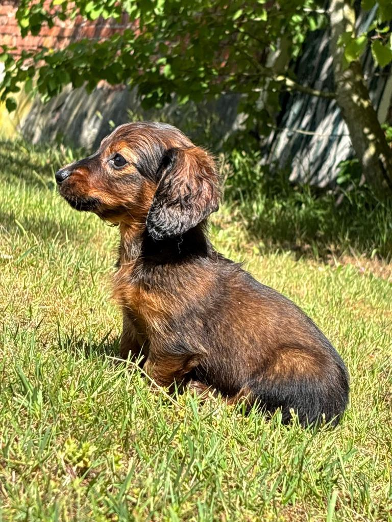 Te koop erg mooie langharige dwergteckeltje teckel pup puppy, Parvo, Nederland, 8 tot 15 weken, Dwerg