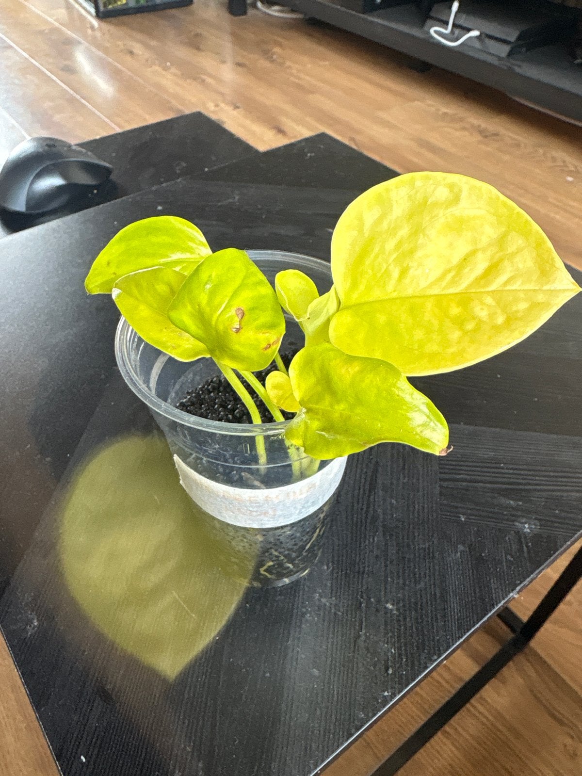 Epipremnum Neon Fluval Hydroponic Stek, Ophalen, Overige soorten, Halfschaduw, In pot