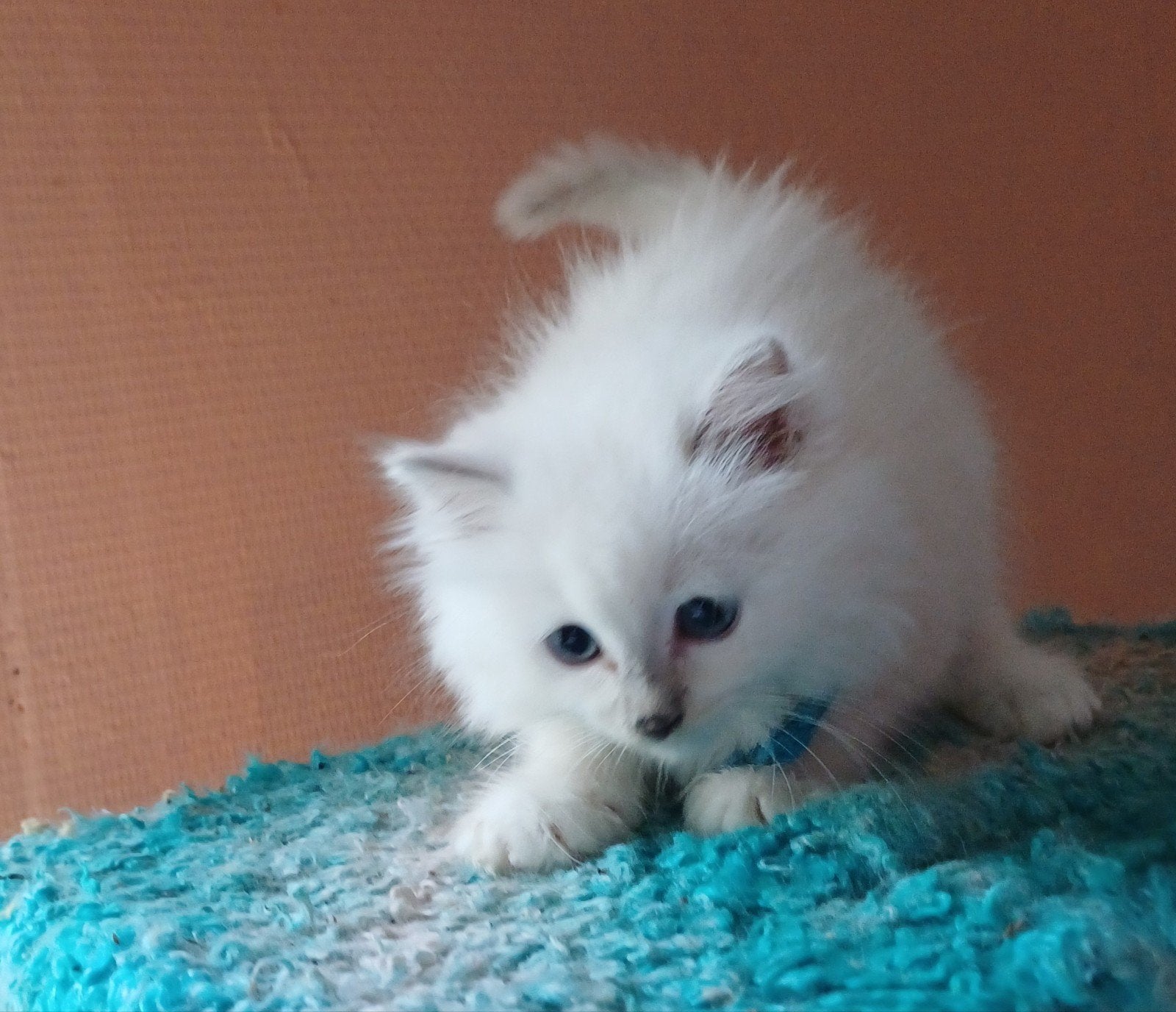 Ragdol kittens!!! + Stamboom, Dieren en Toebehoren, Meerdere dieren, Met stamboom, 0 tot 2 jaar
