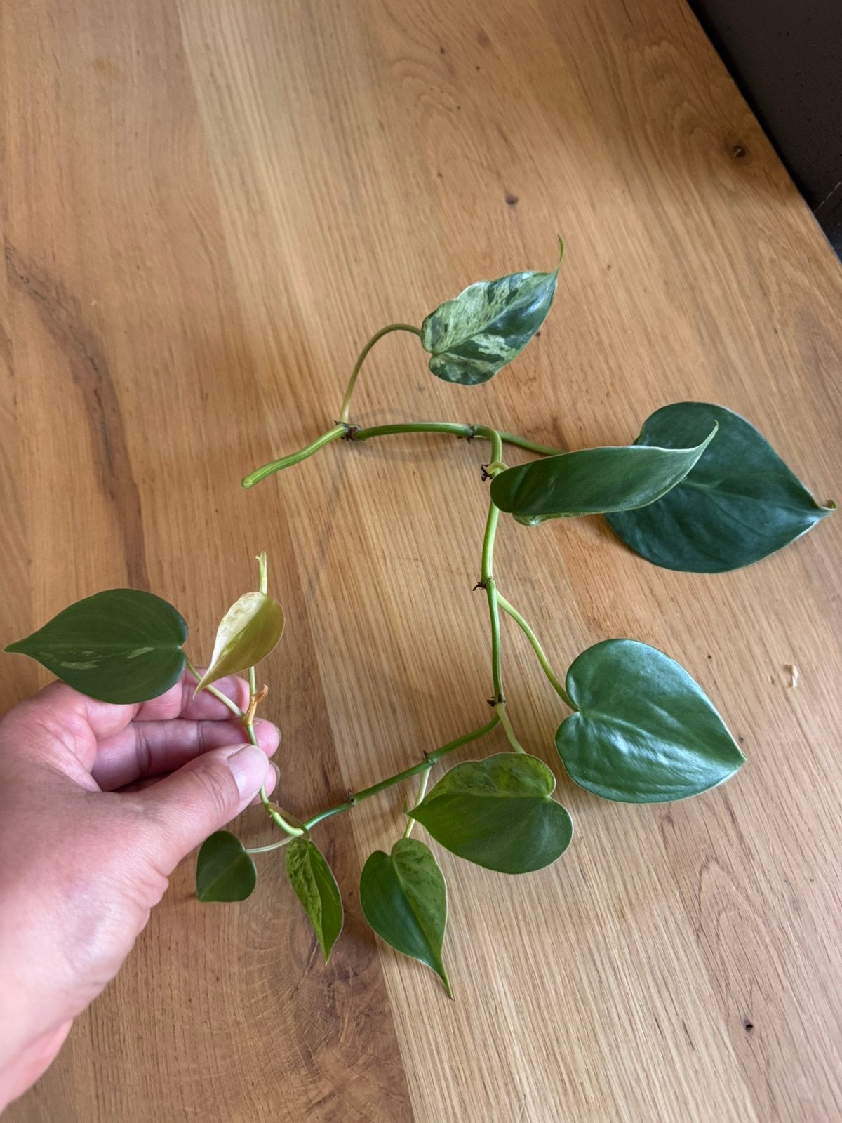 Philodendron Hederaceum variegata stek, Ophalen of Verzenden, Halfschaduw, Minder dan 100 cm