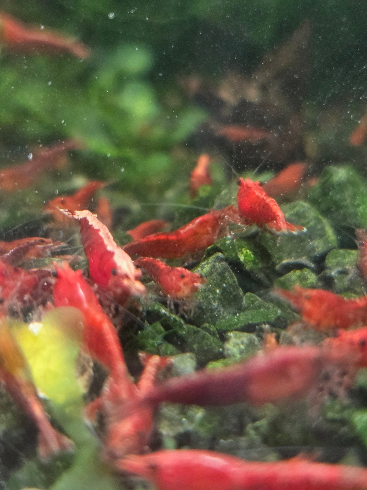 Foto 2 van Neocaridina Red Sakura Garnalen