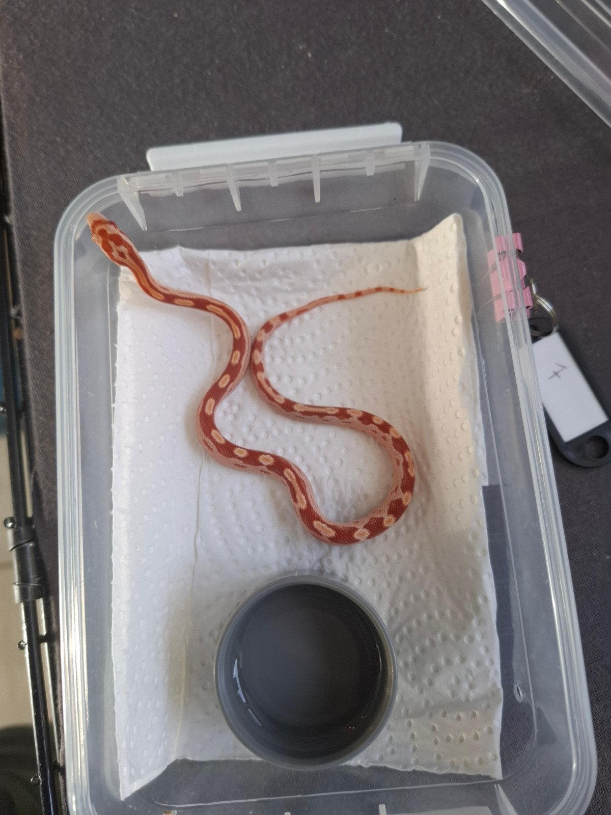 Rode rattenslangen zoeken nieuw thuis Corn Snake photo 7