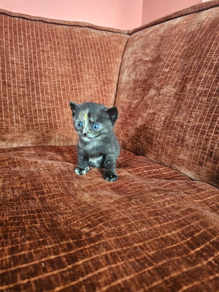 Mooie kittens
