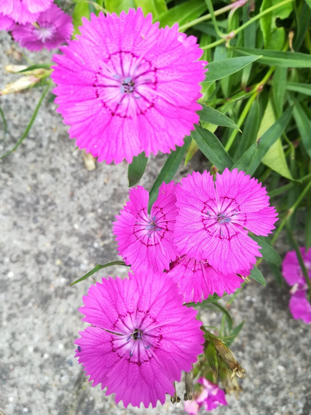 Anjer zaden, Dianthus deltoides, Verzenden, Volle zon