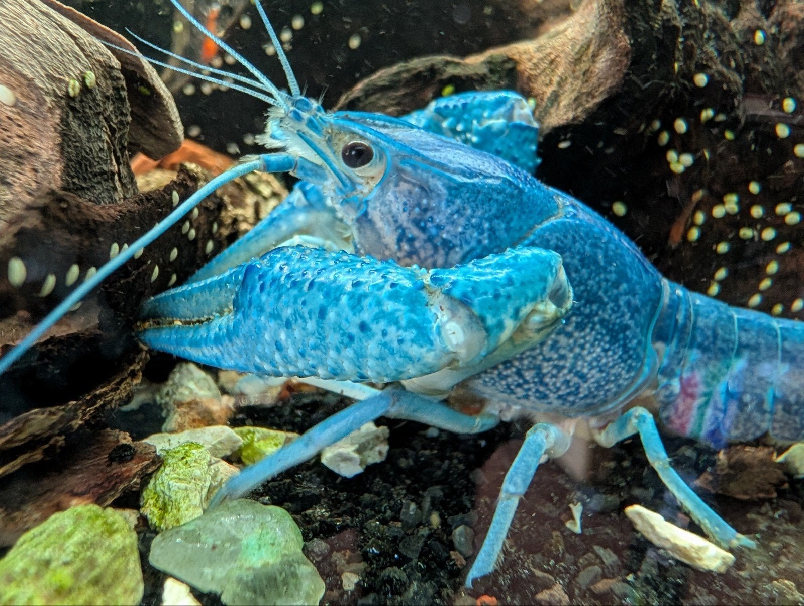 3 Blauwe Floridakreeften, Kreeft, Krab of Garnaal, Zoetwatervis