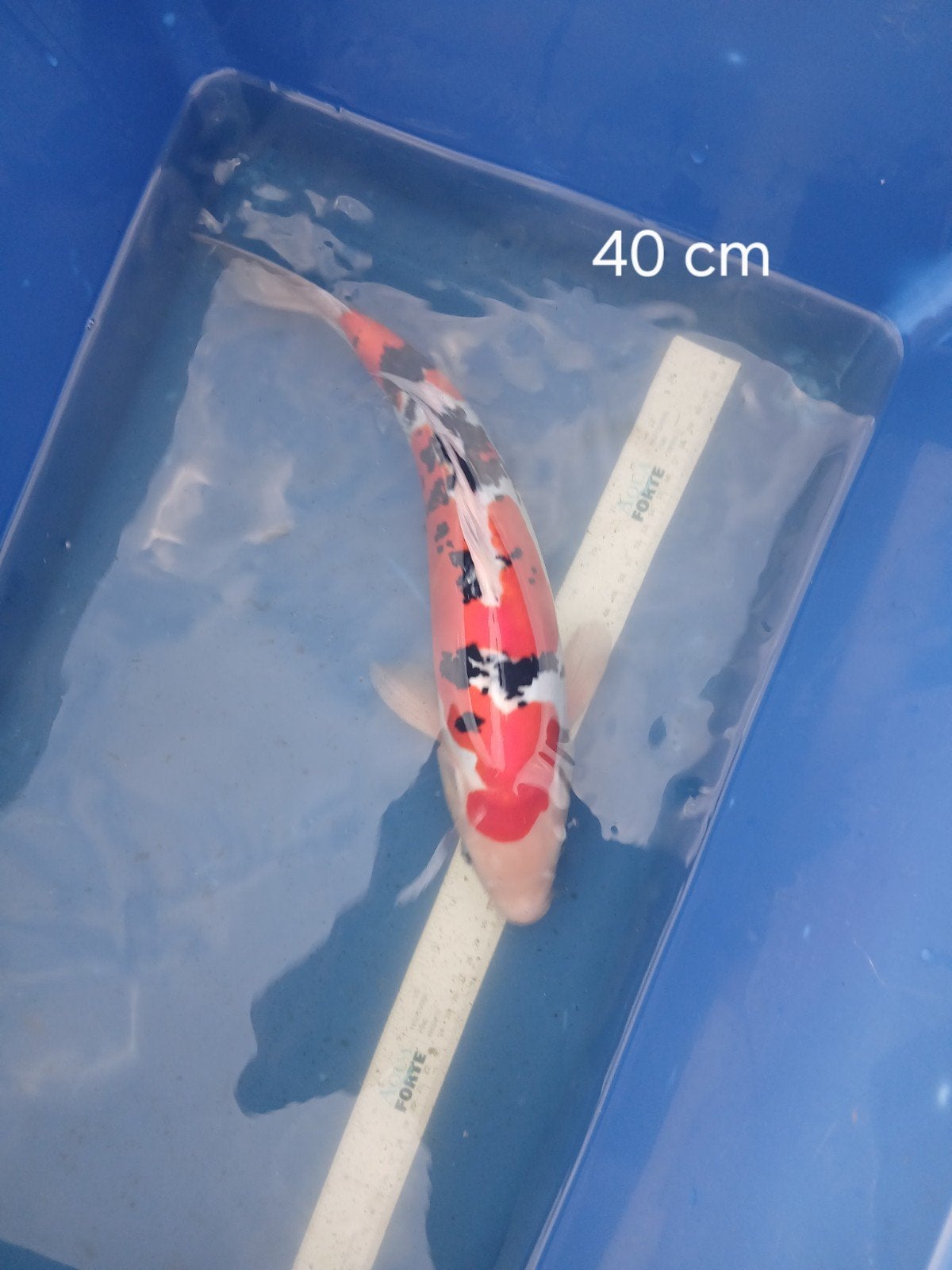 prachtige Sanke Koi, Vis, Zoetwatervis