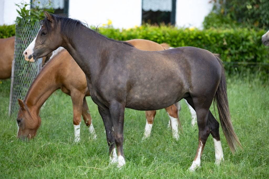 koffievos welsh merrie, Merrie, Met stamboom, 3 tot 6 jaar, C pony (1.27m tot 1.37m)