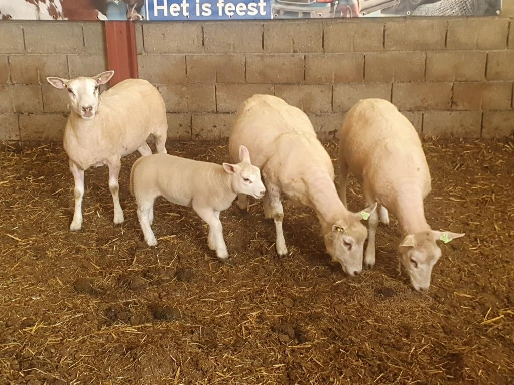 3 mooie jonge schapen en 1 met ooilam, Dieren en Toebehoren, Meerdere dieren, Schaap