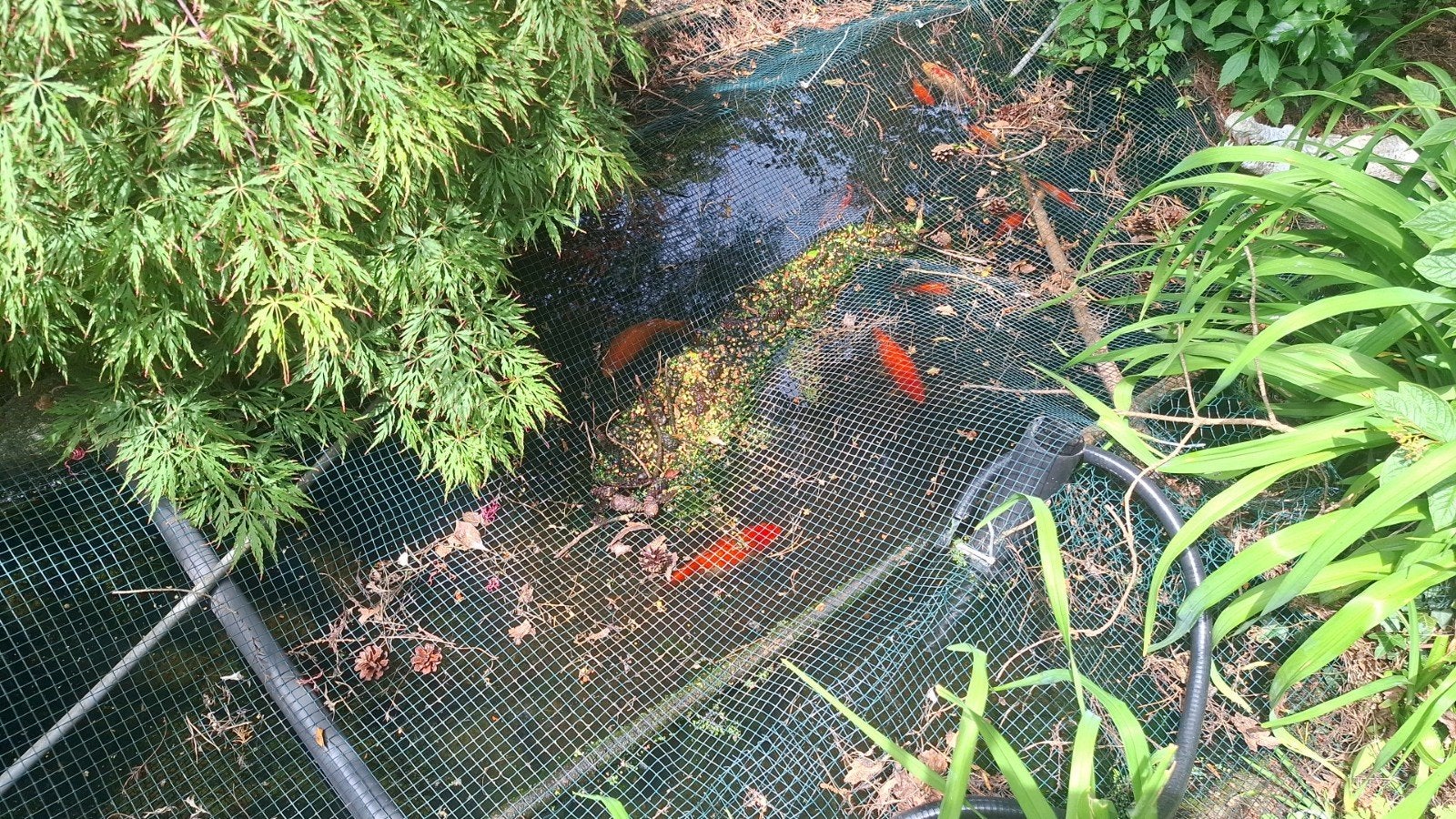 Koikarpers, Tuin en Terras, Ophalen