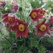 Zaden Pulsatilla vulgaris rubra, Ophalen of Verzenden, Volle zon