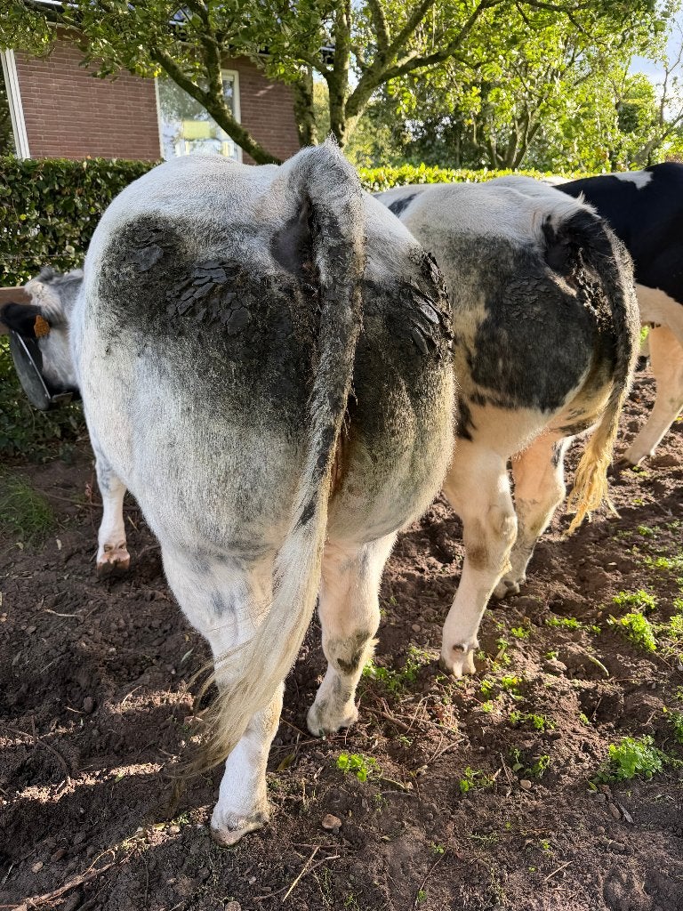 Drachtige BBL vaarzen, Dieren en Toebehoren, Vrouwelijk, 0 tot 2 jaar