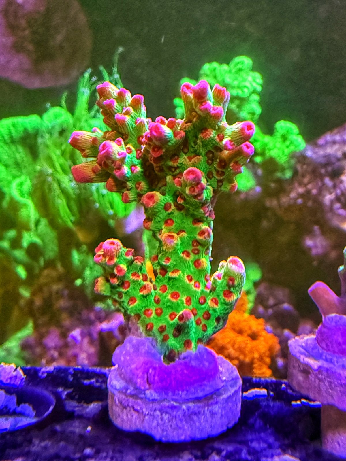 Acropora Red Devil, Overige typen, Zoutwatervis