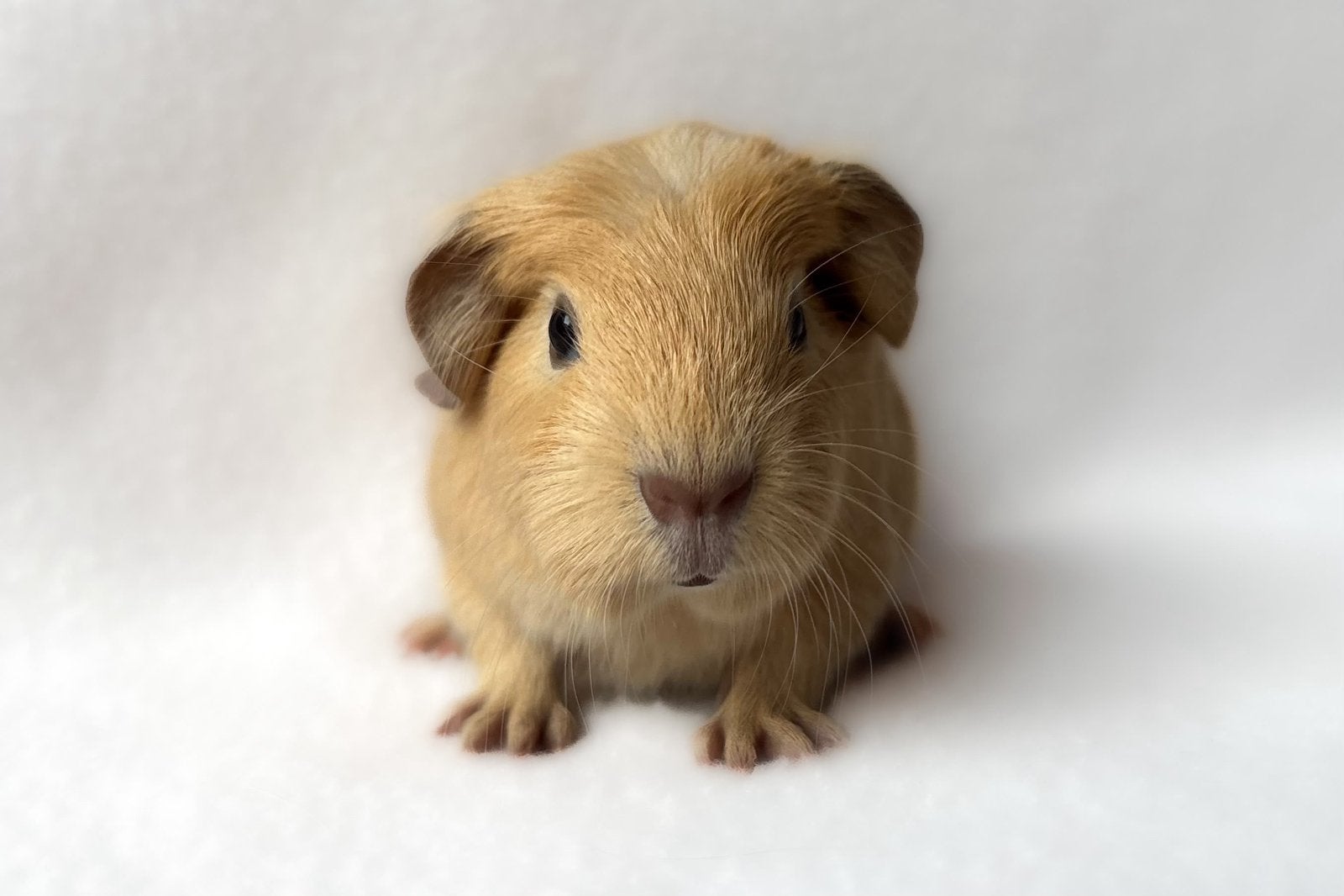 Crème California engelsgekruinde beer, Cavia, Mannelijk, Tam, September