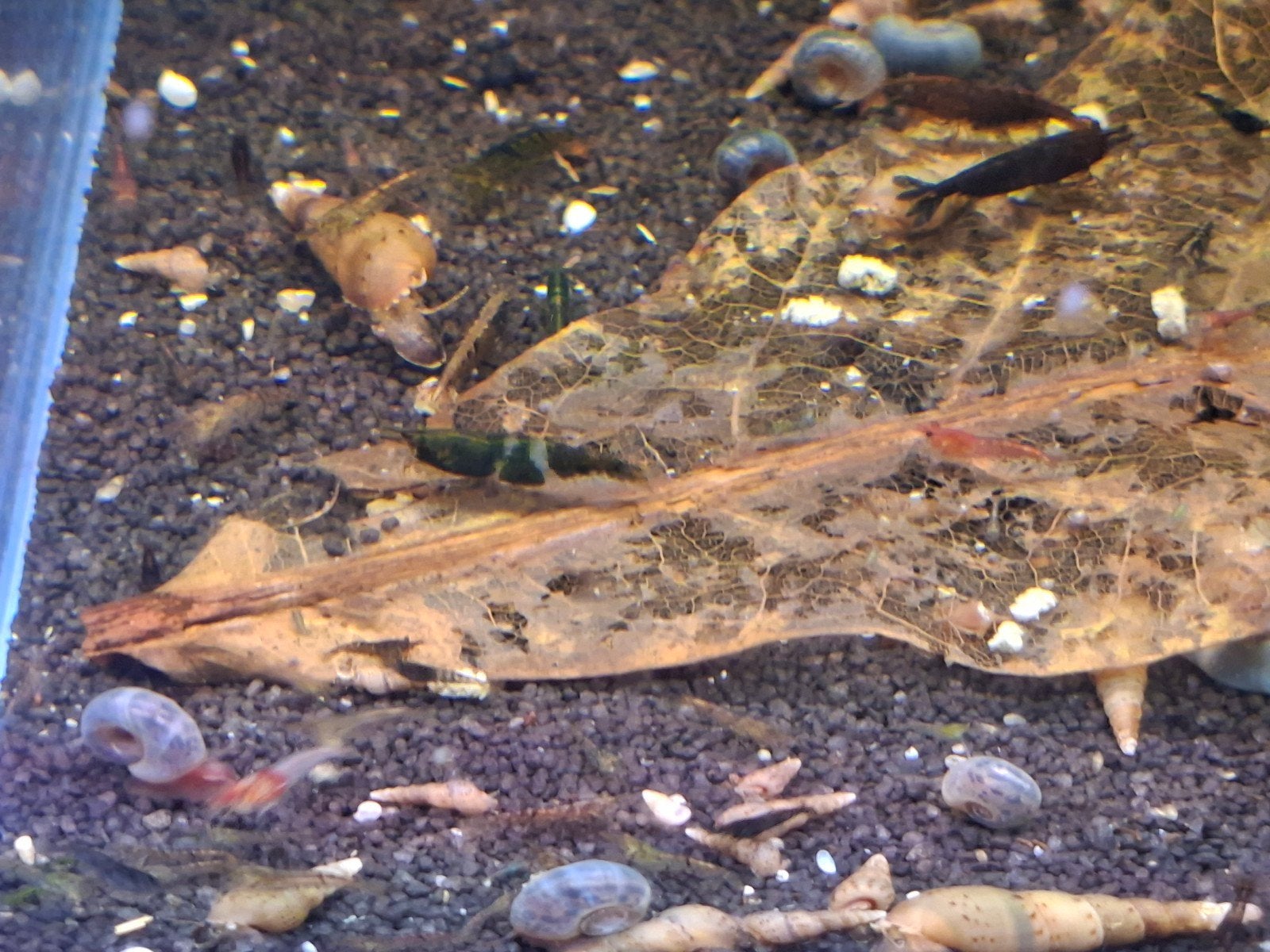 Neo Caridina uitgeselecteerd, Dieren en Toebehoren, Kreeft, Krab of Garnaal