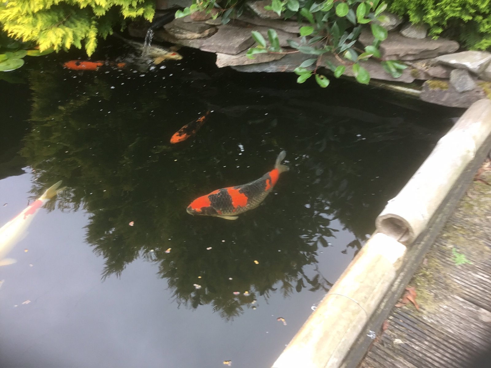 Zeer mooiegoshiki kweker kawakami rond 55 cm prijs 375 euro, Karper of Koi