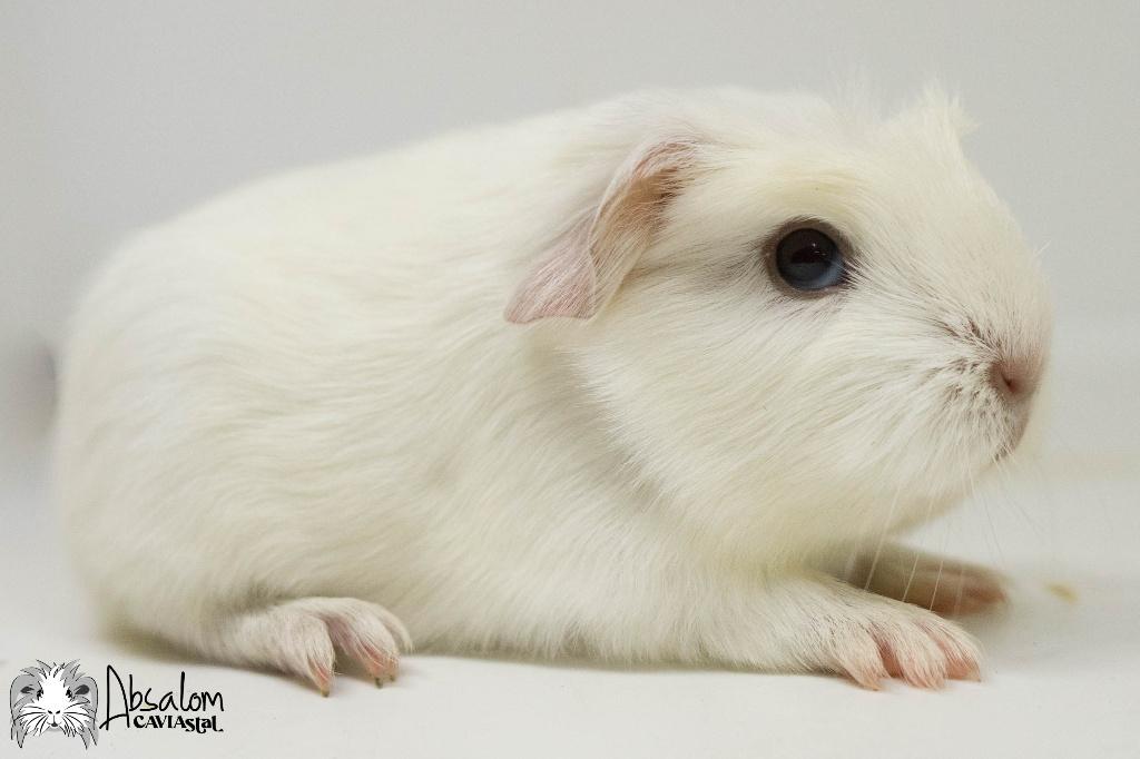 Wit california choco? coronet cavia, Dieren en Toebehoren, Cavia, April, Mannelijk, Tam