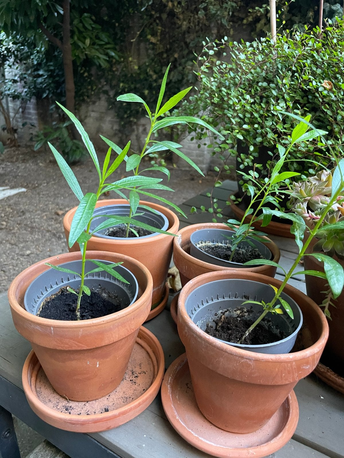 Oleander plant - Nerium Oleander tuinplant, Tuin en Terras, Planten | Tuinplanten, Volle zon, Vaste plant, Zomer, Ophalen