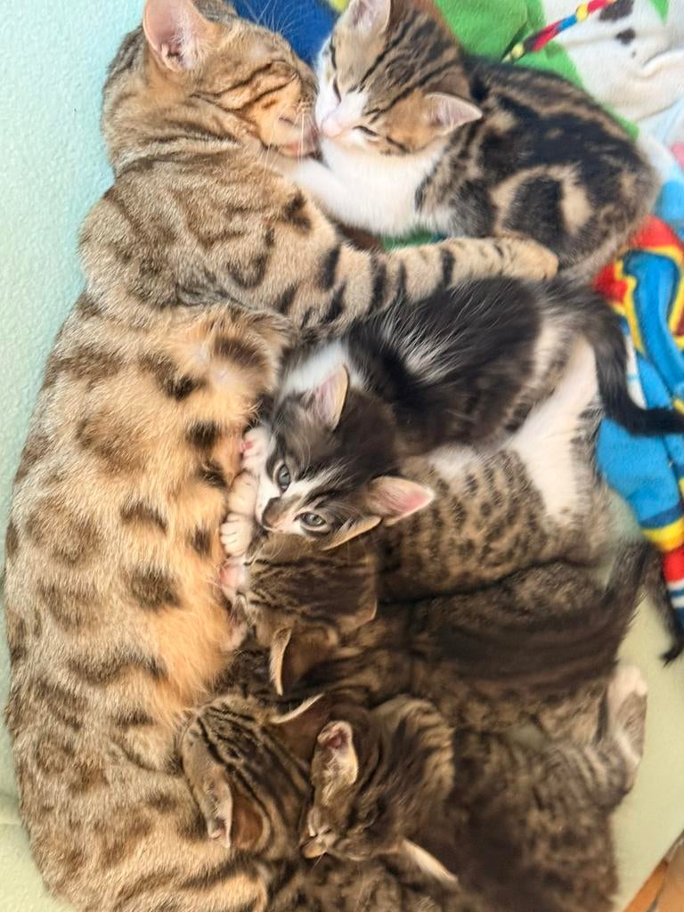 Halve bengaalse kittens, Dieren en Toebehoren, Poes