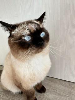 siamese kat-rustig en lief-gechipt gevaccineerd, Kater, Gechipt, 3 tot 5 jaar
