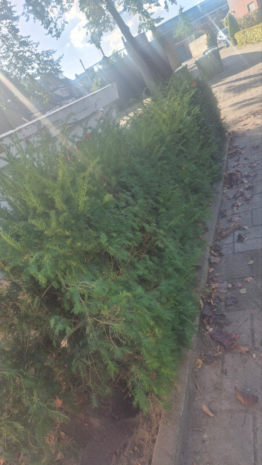 gratis op te halen, Tuin en Terras, Ophalen of Verzenden, Taxus