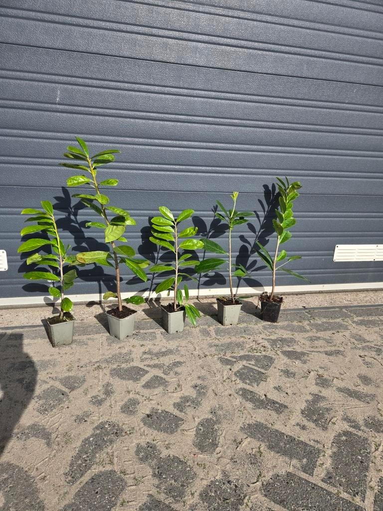 Prunus novita (Laurier), Tuin en Terras, Planten | Bomen, Bloeit niet, Halfschaduw, Overige soorten, Minder dan 100 cm