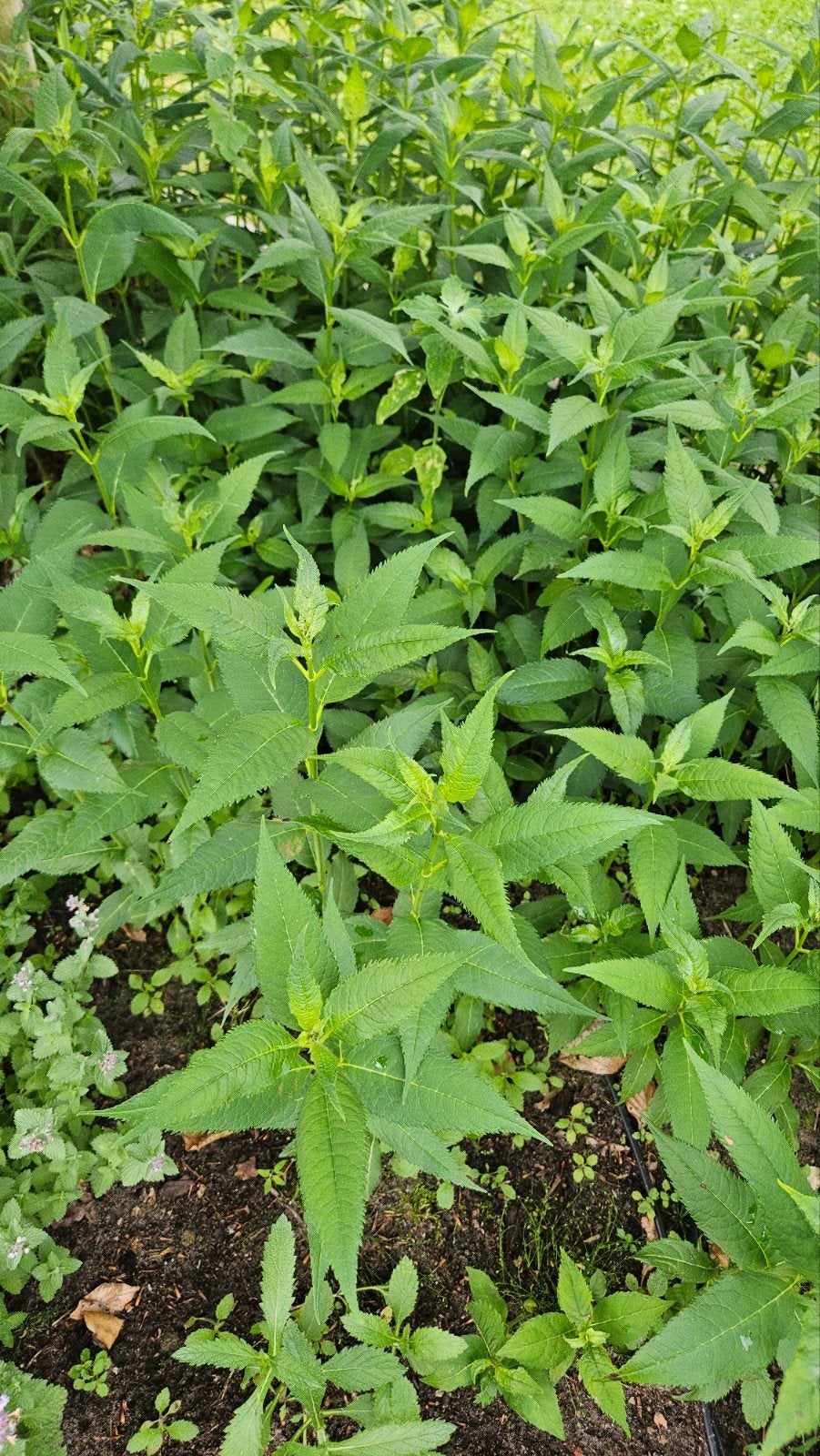 Schildpadbloem vaste plant, Volle zon, Vaste plant, Zomer, Ophalen