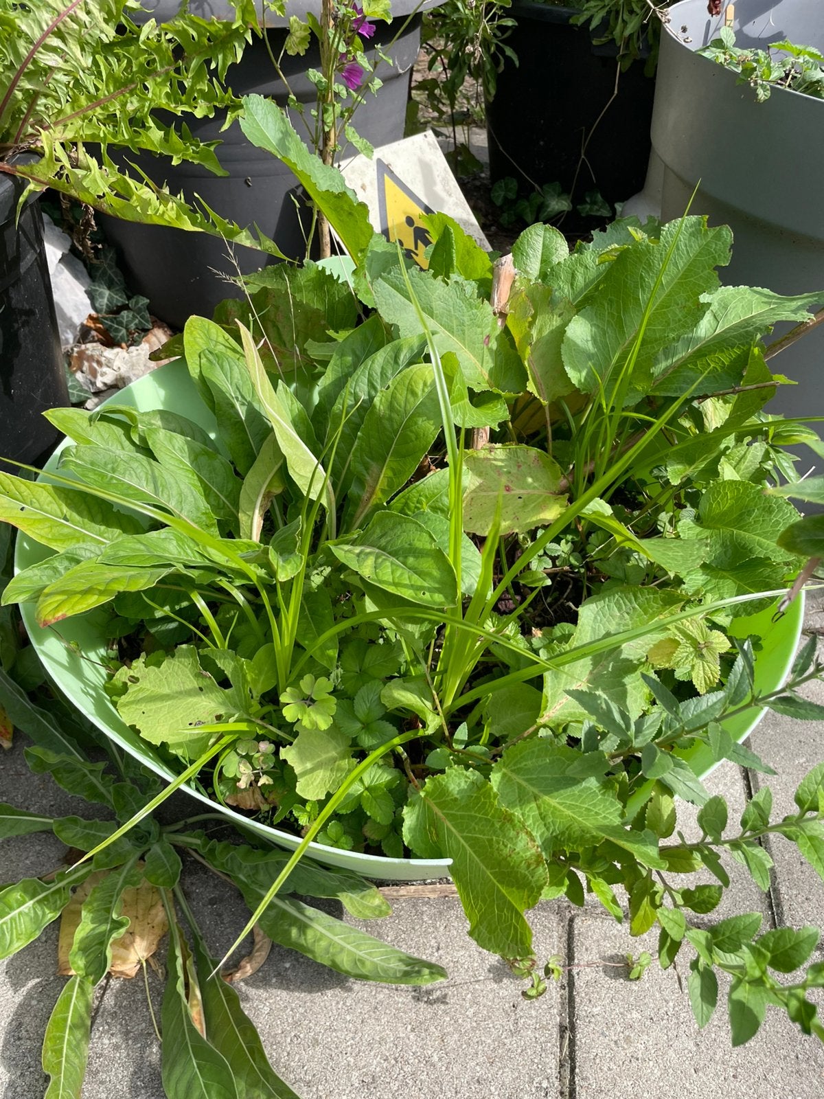 Foto 4 van Minituintje in grote bloempot met kamperfoelie & Teunisbloem