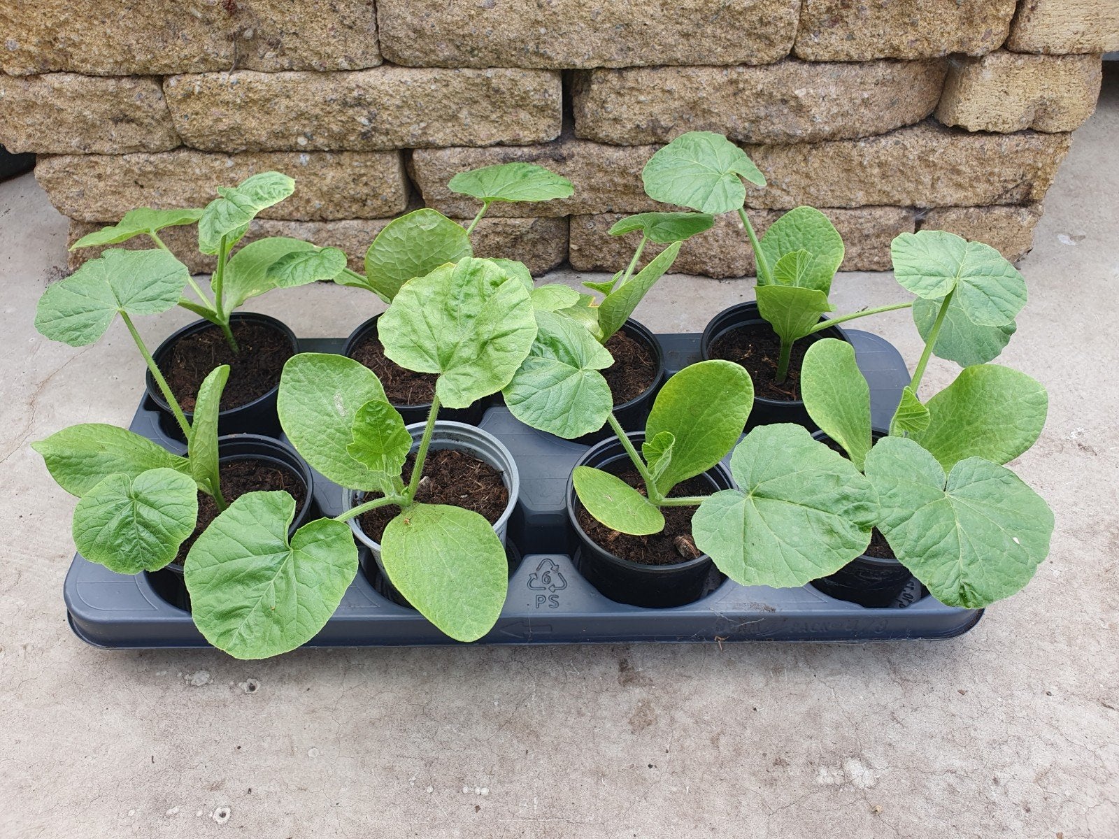 Pompoen plantjes, Ophalen, Eenjarig, Groenteplanten, Volle zon
