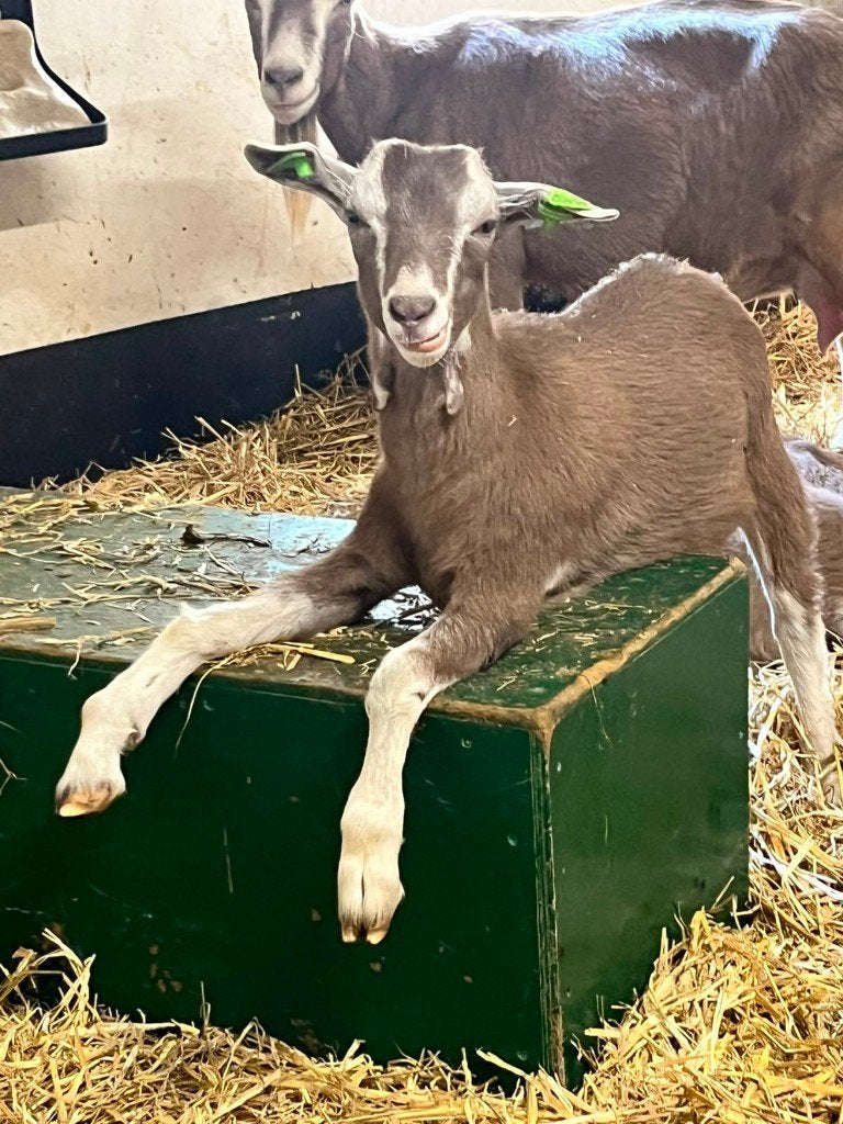 toggenburger bok, Dieren en Toebehoren, Mannelijk, Geit, 0 tot 2 jaar