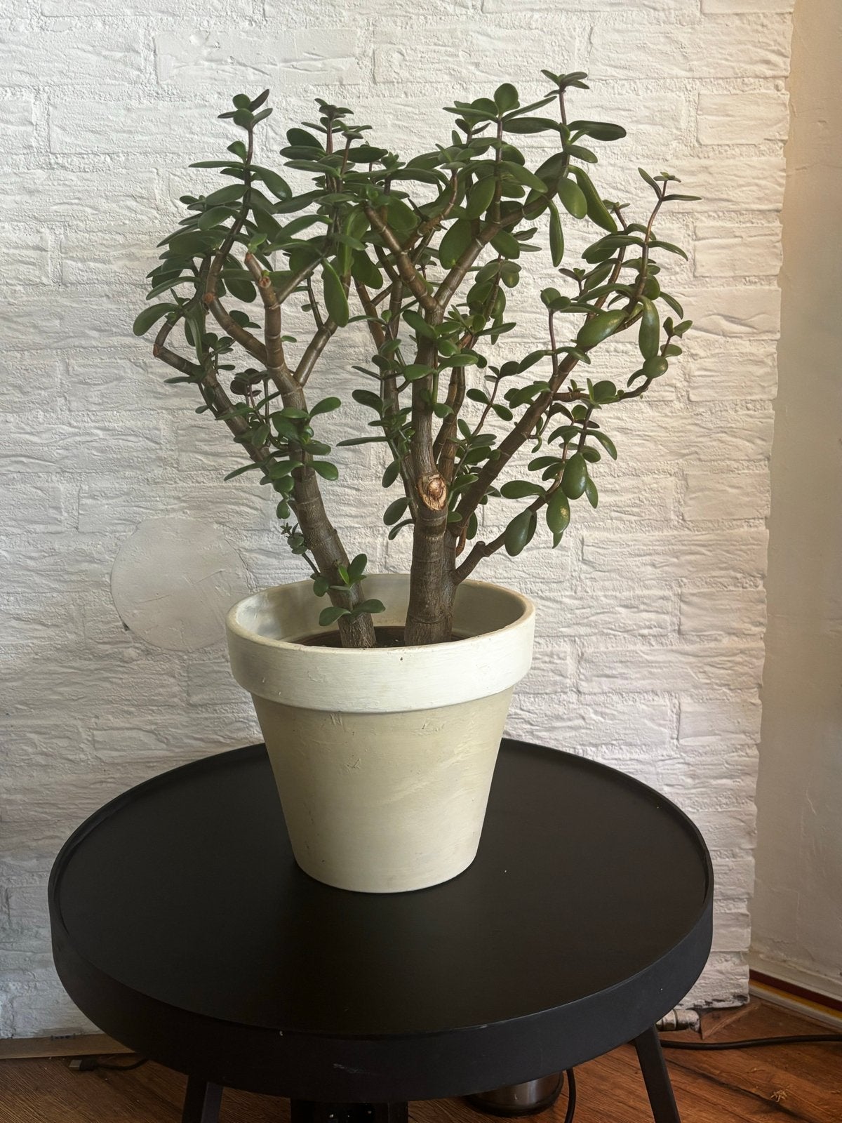Grote jadeplant (Crassula ovata) – 8 jaar oud – 74 cm in pot, Huis en Inrichting, Ophalen, Vetplant, In pot, Minder dan 100 cm
