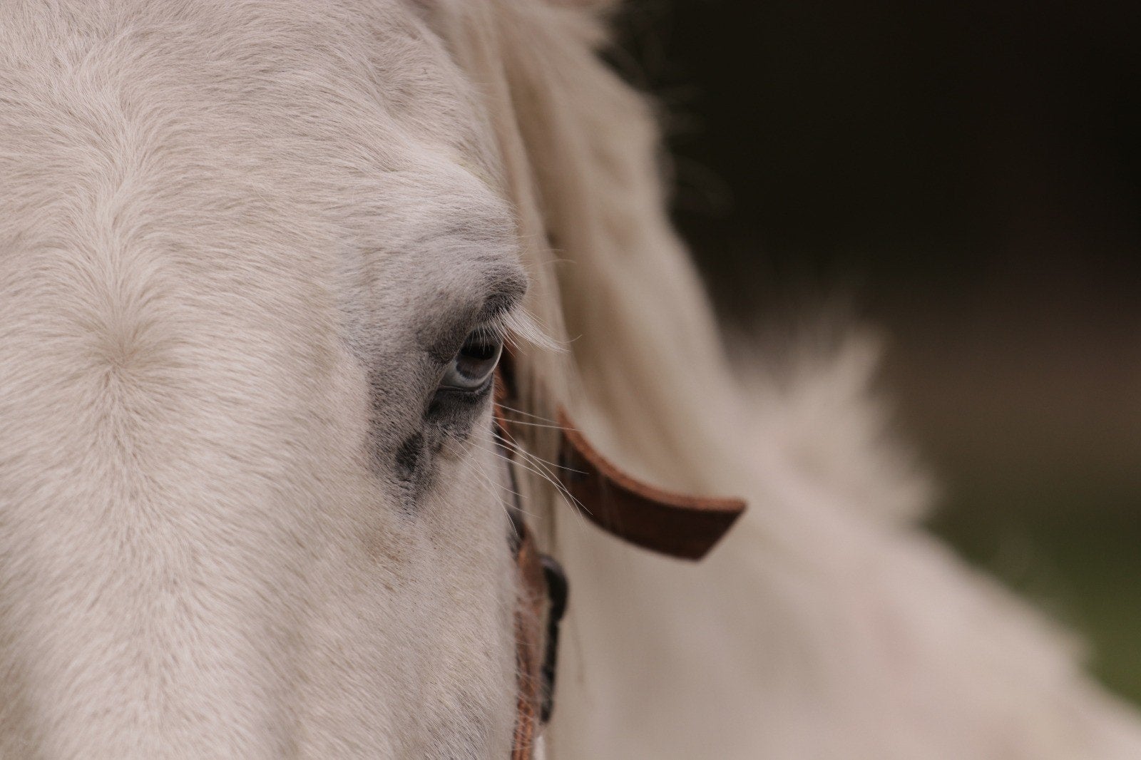 verzorger gezocht, Dieren en Toebehoren