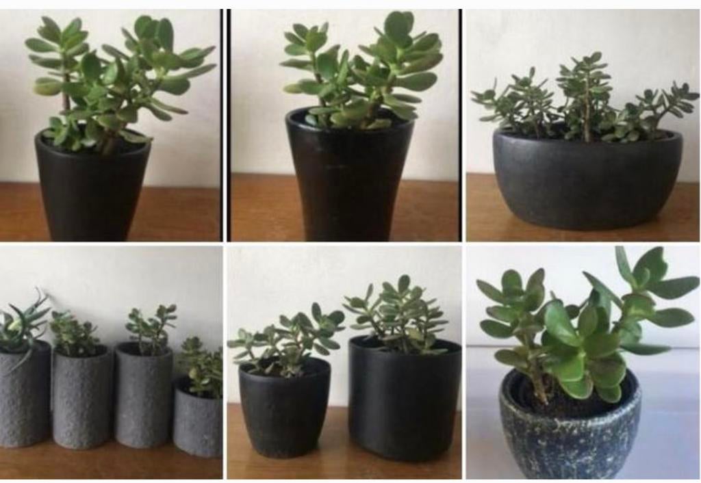 Biologische Crassula Ovata plantjes strkjes /bloempotten, Vetplant, Ophalen of Verzenden, In pot, Minder dan 100 cm