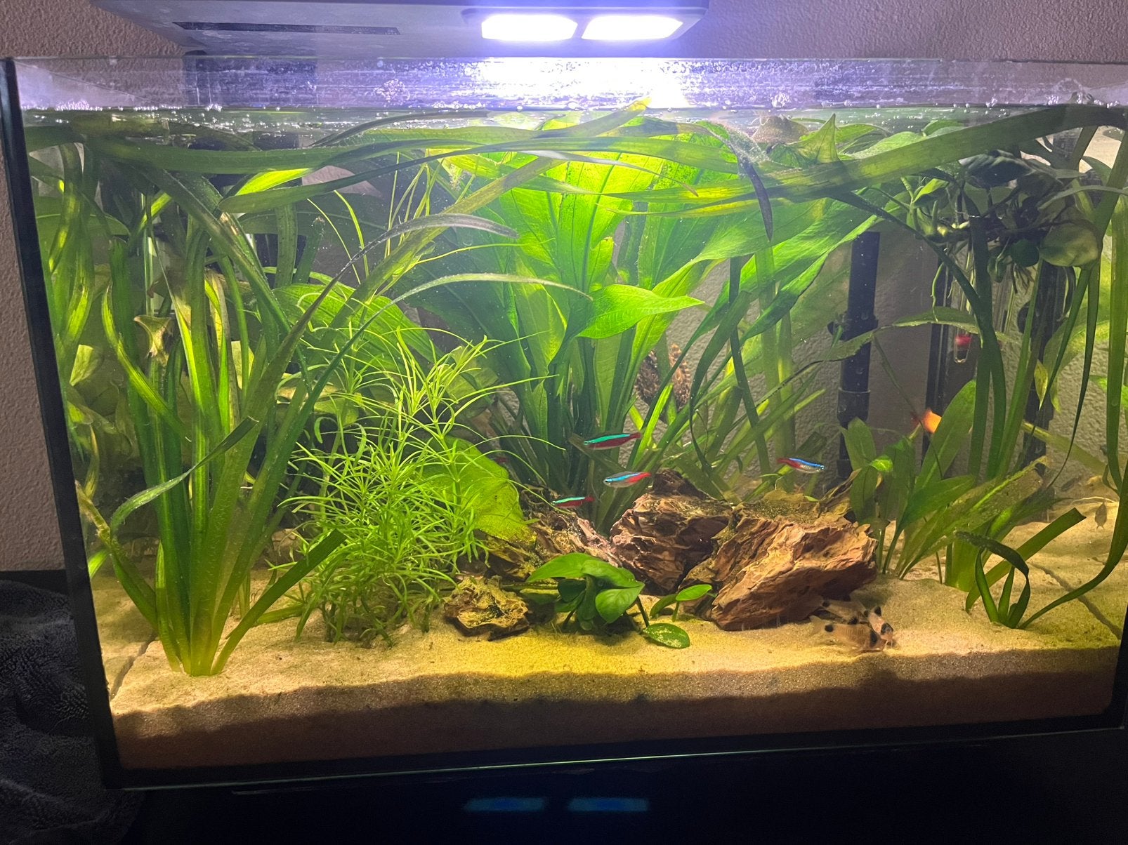 aquarium vissen, Ophalen, Zo goed als nieuw