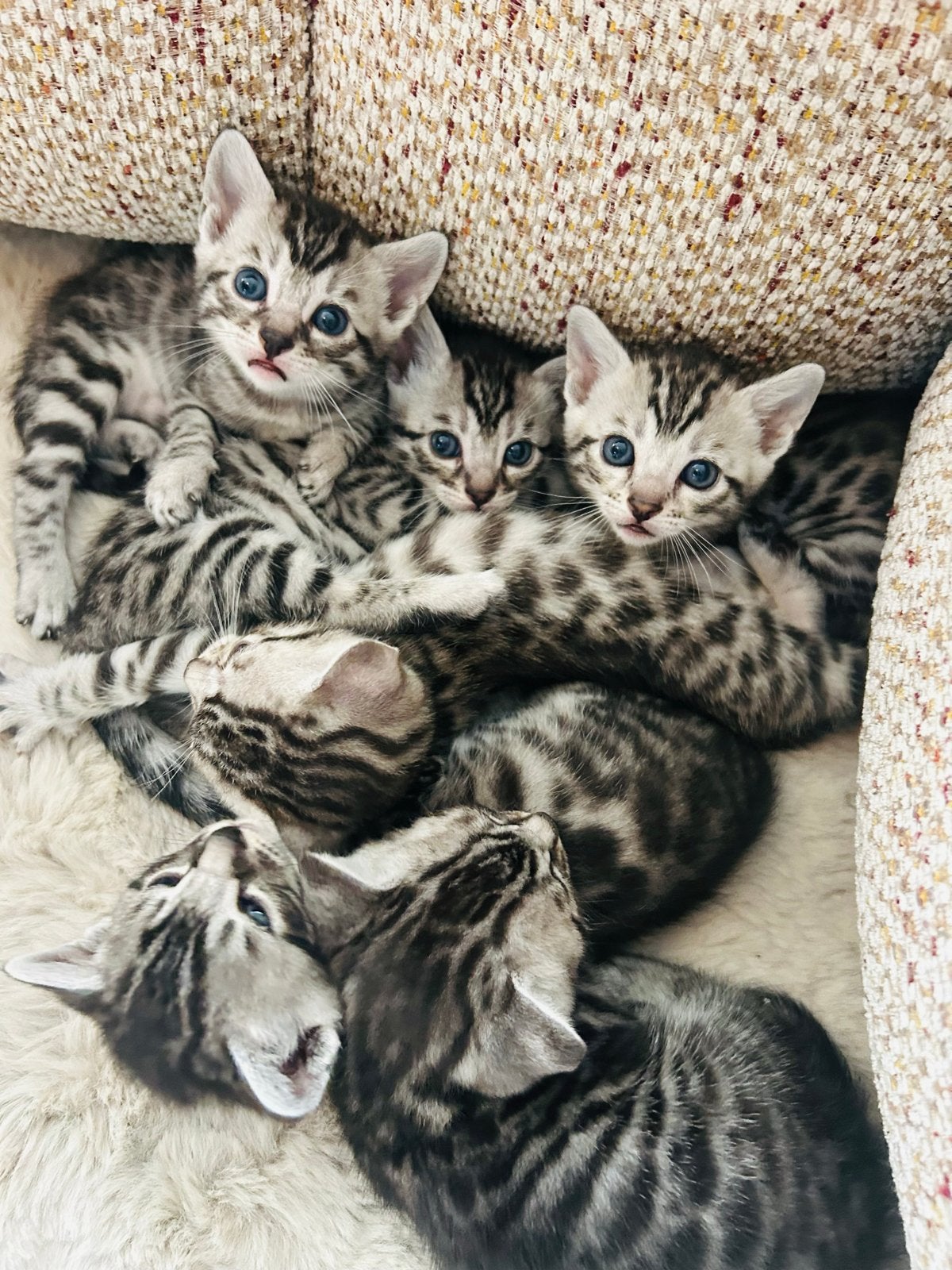 Bengaal kittens : nog 3 te reserveren, 2 poezen 1 kater, Meerdere dieren, 0 tot 2 jaar